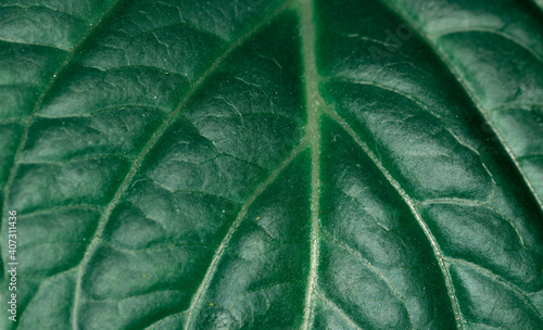 The leaf of a plant macro close-up. Green leaf texture