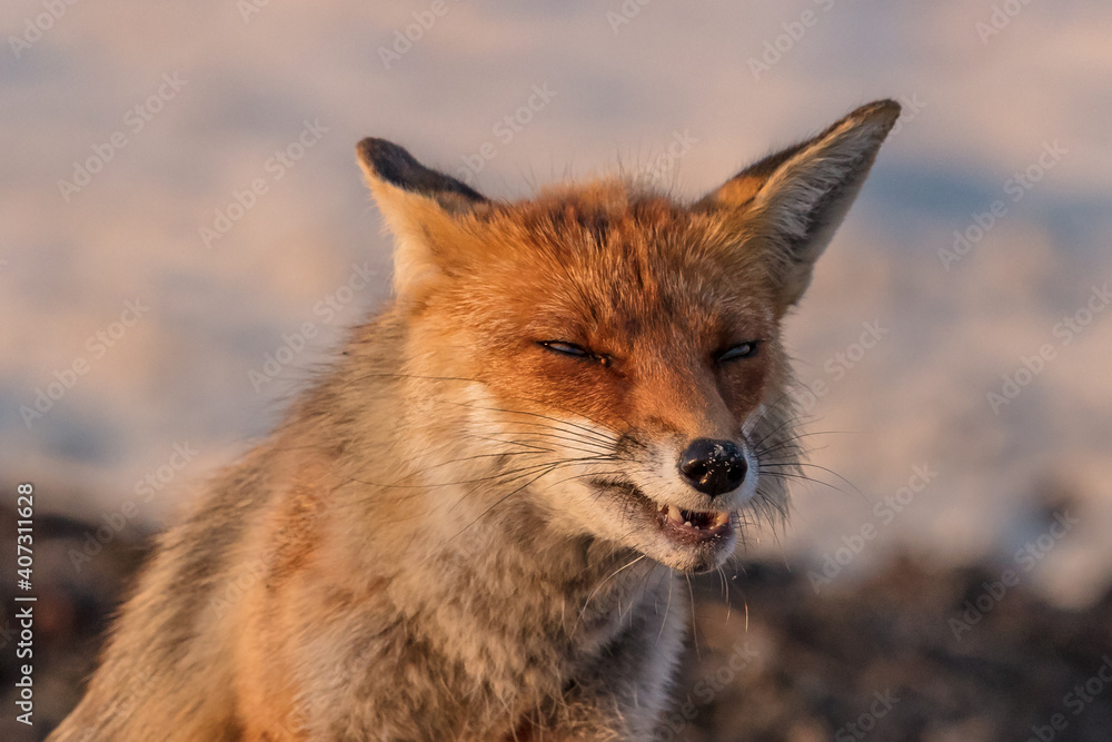 fuchs fuchs
