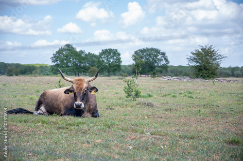 Tauros in the maashorst