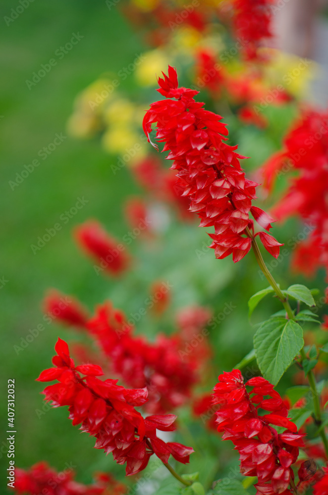 Salvia is a wonderful red flower for decorating flower beds and gazebos Salvia is a wonderful red flower for decorating flower beds and gazebos