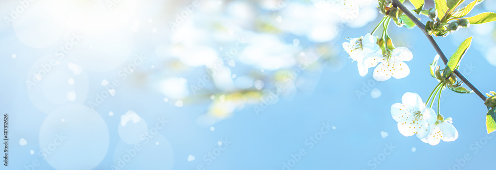 Branches of cherry with white flowers on sunny day on blue sky background in spring time.