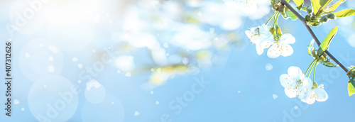 Branches of cherry with white flowers on sunny day on blue sky background in spring time. © Maryna