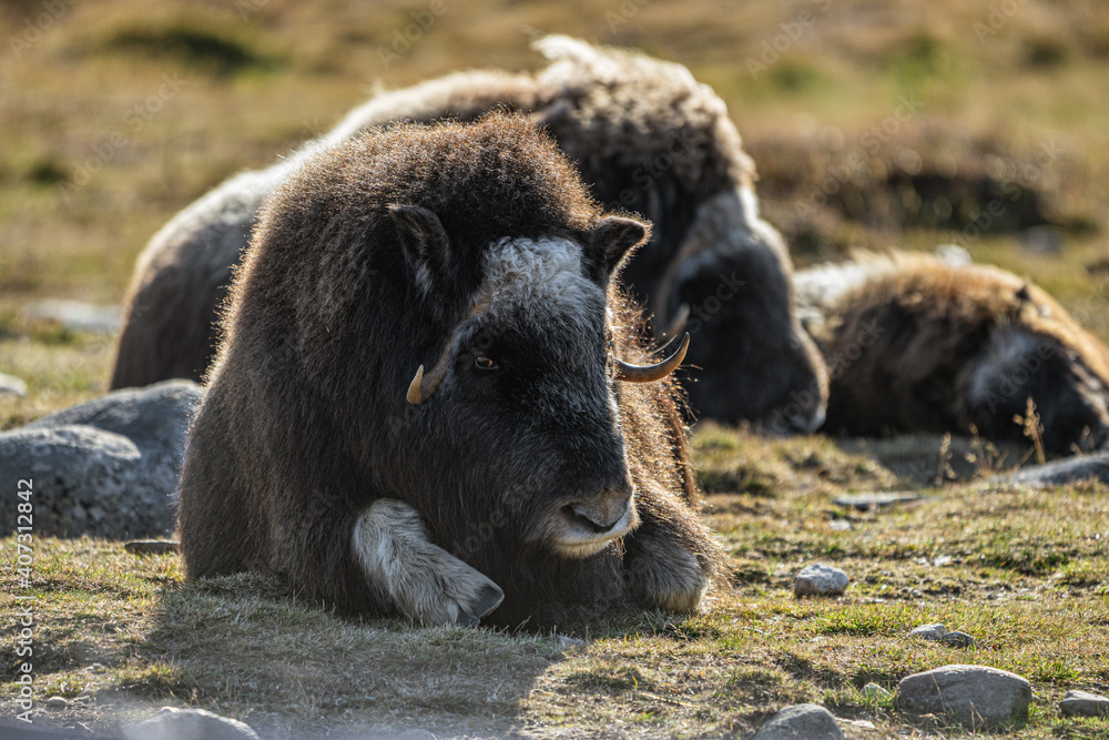 Fototapeta premium musk ox in norway in dovrefjell relaxing in autumn