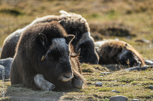 musk ox in norway in dovrefjell relaxing in autumn © Fridimedia