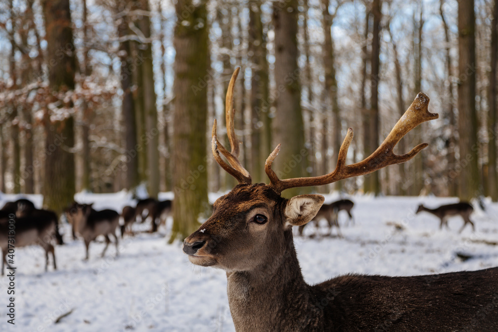 Fototapeta premium Wild amazing fallow deer standing in its natural enclosure in the garden of medieval Castle Blatna, forest in winter sunny day, A lone deer is looking for food. Czech Republic