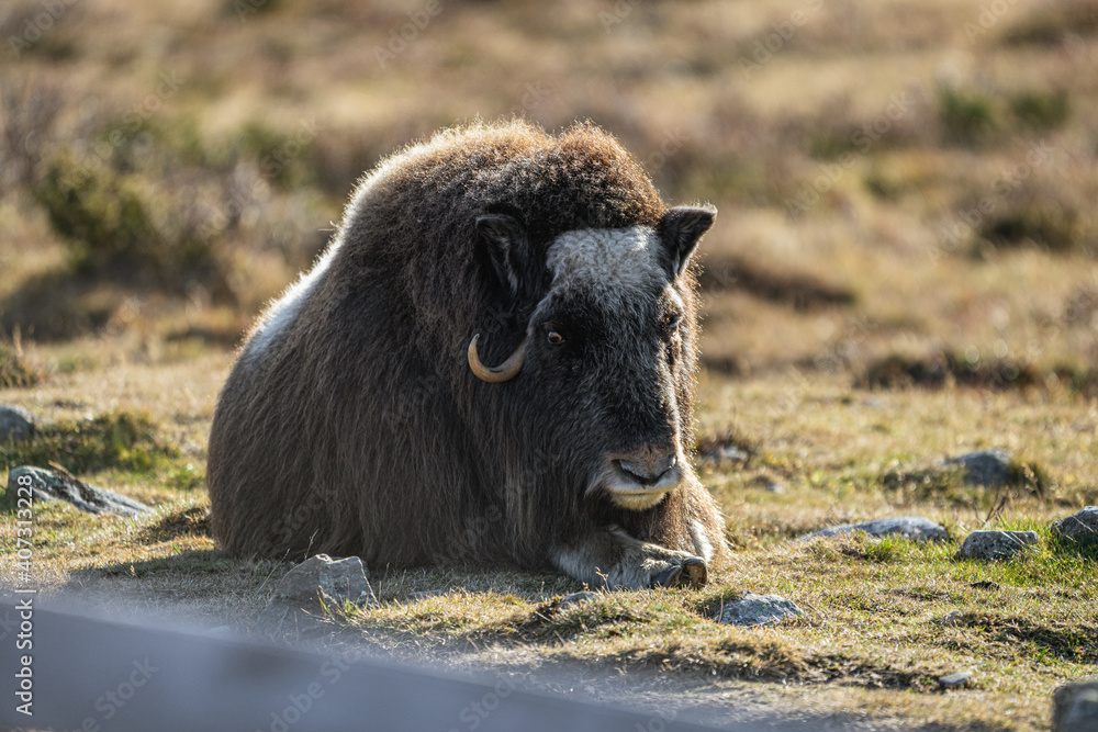 Fototapeta premium musk ox in norway in dovrefjell relaxing in autumn