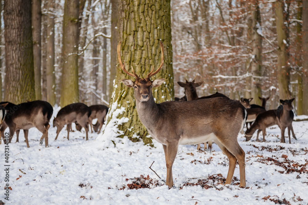 Fototapeta premium Wild amazing fallow deer standing in its natural enclosure in the garden of medieval Castle Blatna, forest in winter sunny day, A lone deer is looking for food. Czech Republic