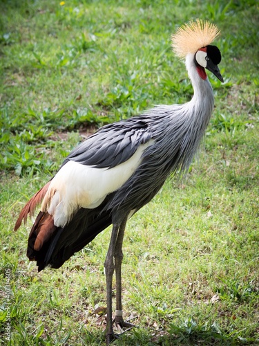 The grey crowned crane (Balearica regulorum), also known as the African crowned crane, golden crested crane, golden-crowned crane, East African crane, East African crowned crane, Eastern crowned crane