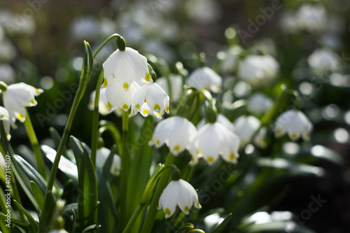 Leucojum vernum - early spring snowflake flowers in the forest. Blurred background, spring concept. © lyudmilka_n