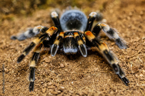 Closeup female of Spider Tarantula (Lasiodora parahybana) in threatening position. Largest spider in terms of leg-span is the giant huntsman spider.