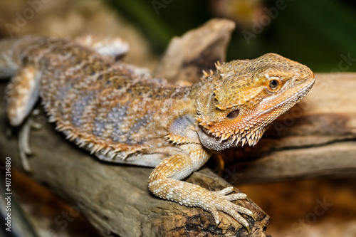 portrait macro photo of a female bearded dragon in its terrarium.Lizards are a widespread group of squamate reptiles, with over 6,000 species © bukhta79