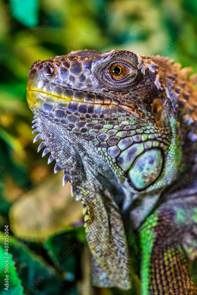 Obraz premium The green iguana, also known as the American iguana, mostly herbivorous species of lizard of the genus Iguana. This is the residual dinosaur reptile that needs to be preserved in the natural world