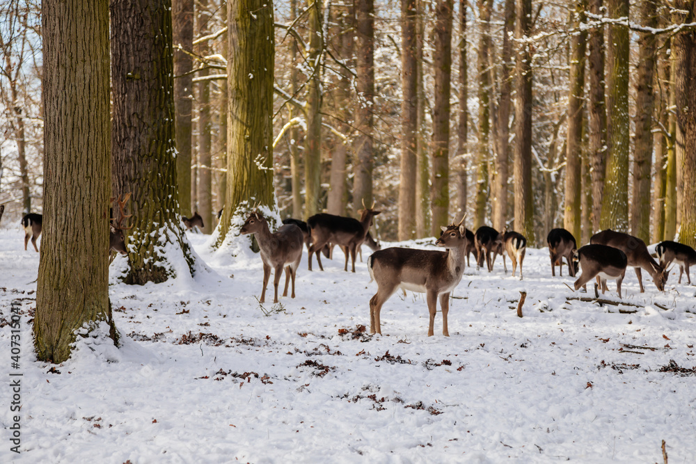 A group of wild fallow deers lying and resting in the garden of medieval Castle Blatna in winter sunny day, Herd of red deer in its natural enclosure in the forest, Czech Republic A group of wild fallow deers lying and resting in the garden of medieval Castle Blatna in winter sunny day, Herd of red deer in its natural enclosure in the forest, Czech Republic
