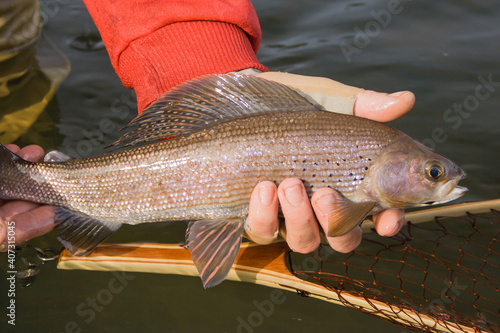 Fototapeta Naklejka Na Ścianę i Meble -  Beautiful and threatened Arctic Grayling showing its distinct markings and colouration from the Boreal Forest region of Alberta