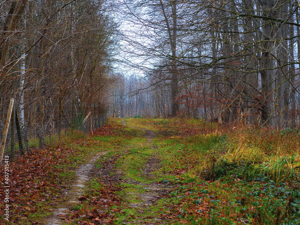 Fototapeta premium trail among the trees without leaves in the autumn forest