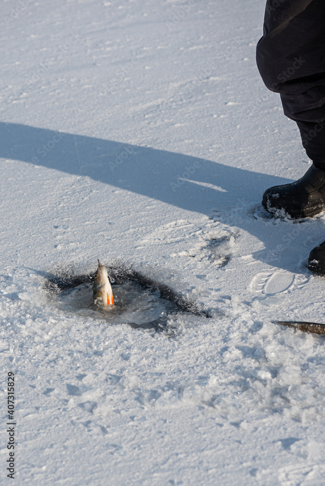 Ice fishing on lake on sunny frosty day. Fisherman pulling perch out of the ice hole. Winter activity.