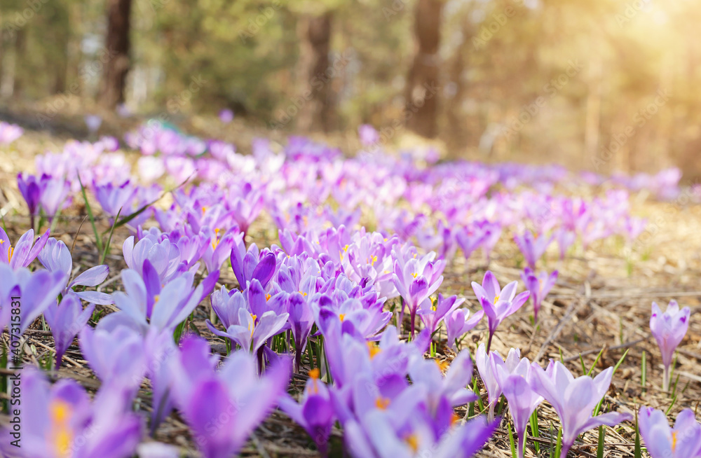 Obraz premium Crocus flower field. Beautiful Springtime Background. Soft focus
