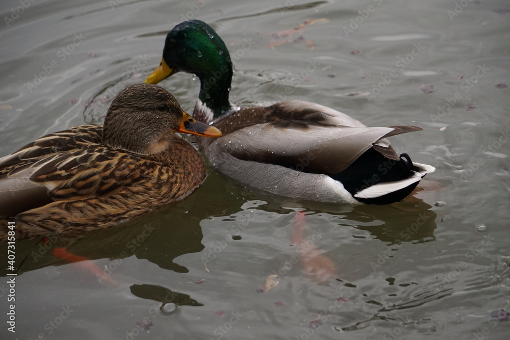 Obraz premium Duck couple