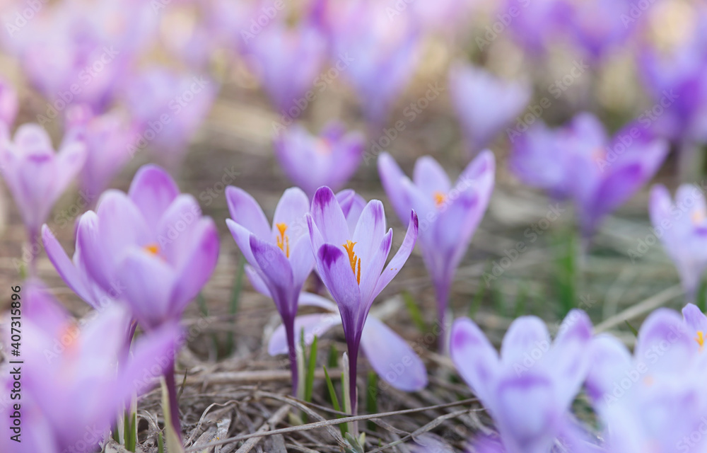Crocus flower field. Beautiful Springtime Background. Soft focus Crocus flower field. Beautiful Springtime Background. Soft focus