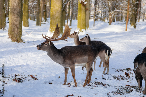 A group of wild fallow deers resting in the garden of medieval Castle Blatna in winter sunny day, Herd of red deer in its natural enclosure in the forest, Czech Republic