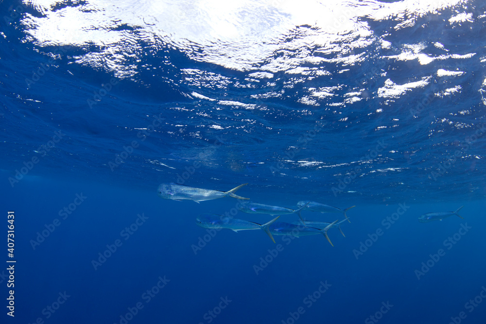 Obraz premium Dorado fish swimming in the Indian ocean. Mahi tuna searching for food. Marine life near the Africa coast. 