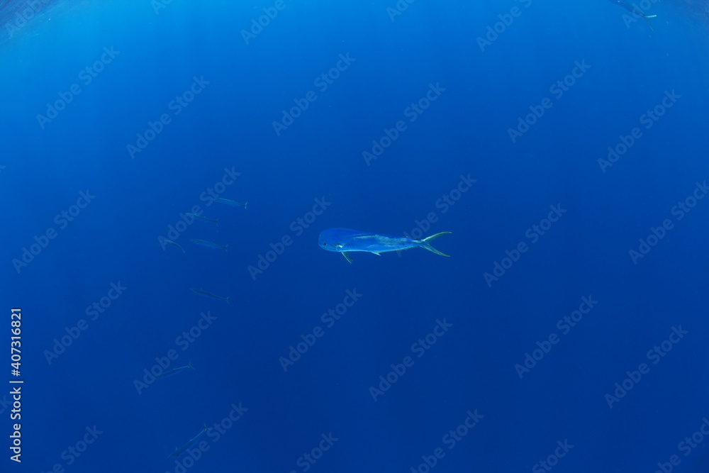 Dorado fish swimming in the Indian ocean. Mahi tuna searching for food. Marine life near the Africa coast. 