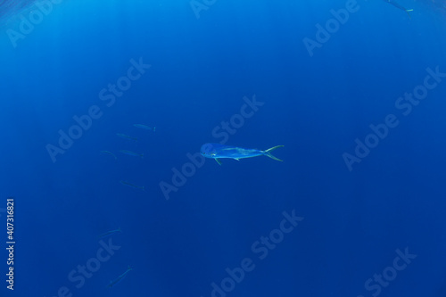 Dorado fish swimming in the Indian ocean. Mahi tuna searching for food. Marine life near the Africa coast. 