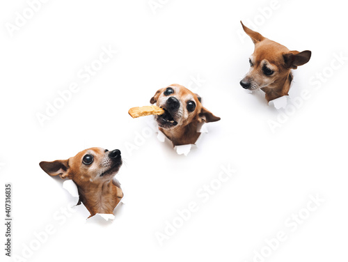 Three funny Russian toy terriers with big eyes. One brown dog reaches for a cookie-shaped meal while the other two are looking at it. Torn hole in white paper with copy space. Hunger concept.