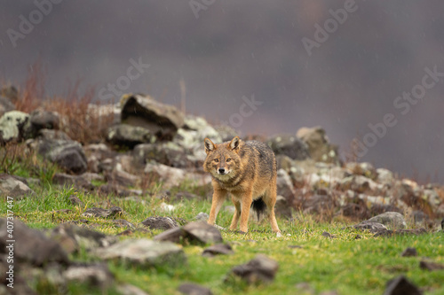 Golden jackal searching for food. Jackal on the rocky meadow. Bulgaria wildlife. 
