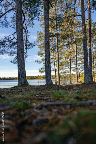 Wallpaper Mural Colorful trees in the wild nature of Sweden Torontodigital.ca