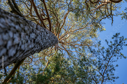 Trees from unerneath in the swedish nature