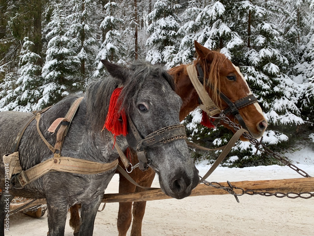 Thoroughbred horses in one harness. Harnessed horses on the background of the winter forest. The sleigh is pulled by a pair of horses. Stallion close-up.