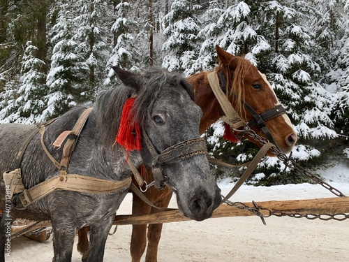 Thoroughbred horses in one harness. Harnessed horses on the background of the winter forest. The sleigh is pulled by a pair of horses. Stallion close-up. © Сергій Колесніков