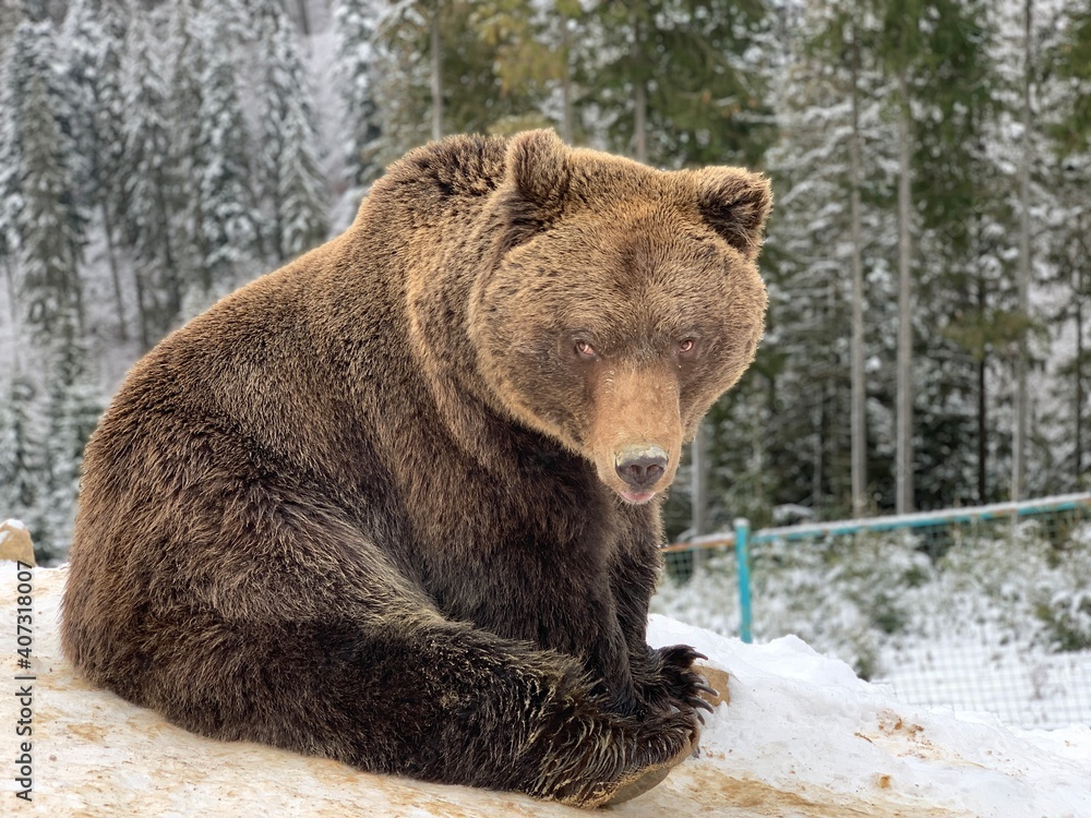 An adult bear in a snowy forest. Brown bear on the background of the winter forest. Rehabilitation center for brown bears. Park An adult bear in a snowy forest. Brown bear on the background of the winter forest. Rehabilitation center for brown bears. Park