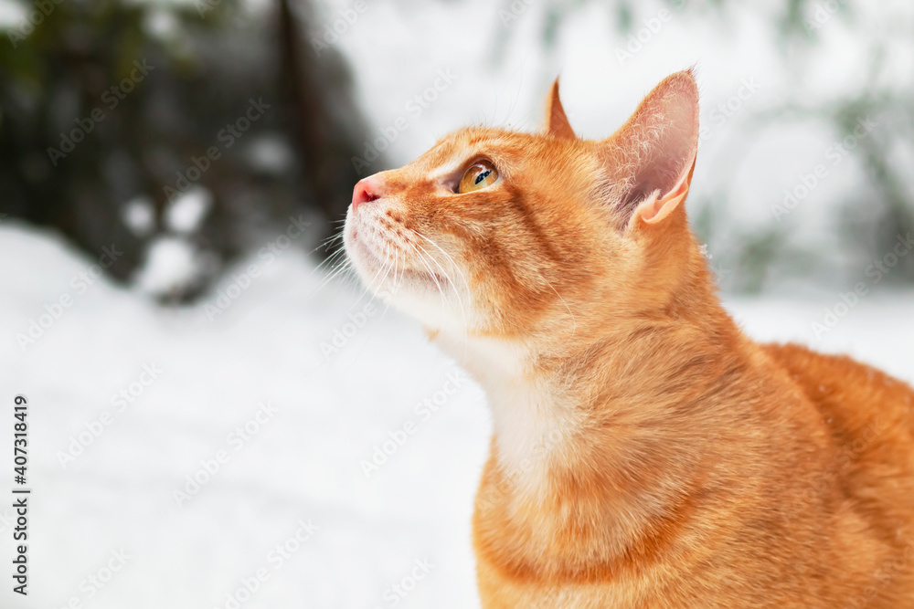 portrait, close-up of a ginger cat in profile, in the rays of the sun against the background of a winter forest. On the street, in the snow. Copy Space portrait, close-up of a ginger cat in profile, in the rays of the sun against the background of a winter forest. On the street, in the snow. Copy Space