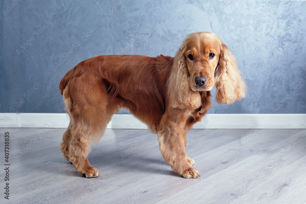 English cocker spaniel stands on a gray background close-up.