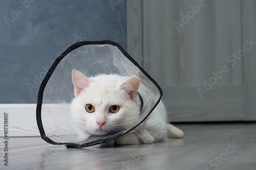 white cat with a collar made of transparent plastic. The collar protects the cat's sharp teeth.