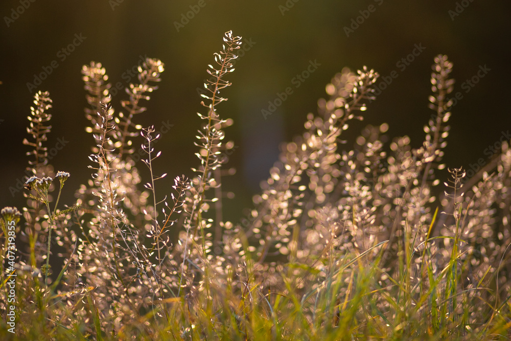 Obraz premium White flowers shepherd's bag in the rays of the setting sun