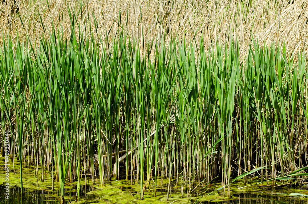 Green reed fibers, leaves in the lake, reflections on the water surface.Beauty of natural world. Eco-friendly landscape.