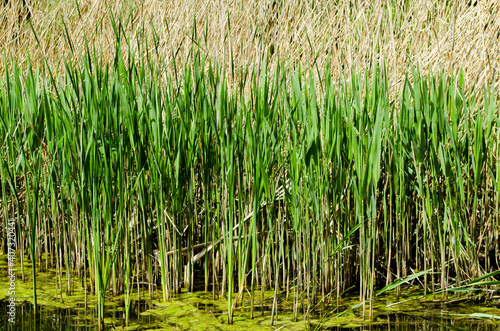 Green reed fibers, leaves in the lake, reflections on the water surface.Beauty of natural world. Eco-friendly landscape.