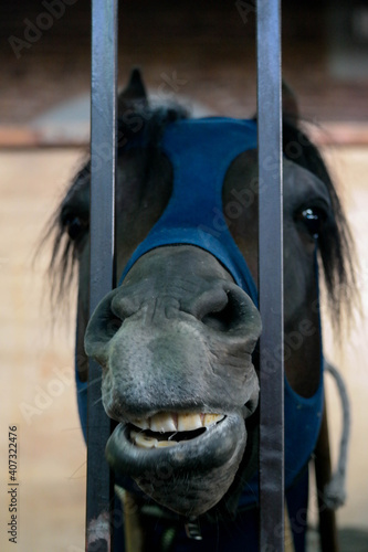 funny horse