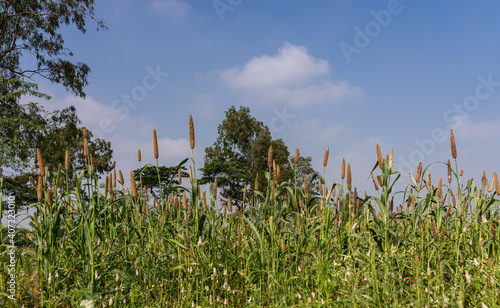 Halagere, Karnataka, India - November 6, 2013: Brown finger millet stalks stick out above the green undergrow against blue cloudscape.