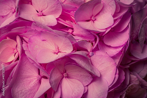 Macro of Pink Hydrangea Plant