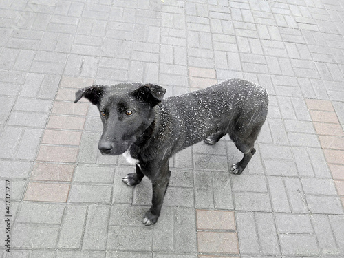 black dog on the sidewalk in winter