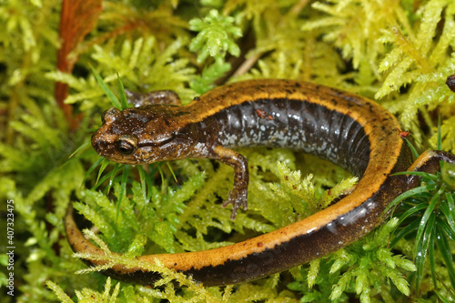 Close up of a yellow Plethodon vehiculum, Western redback salamander on green moss in Northern Oregon 