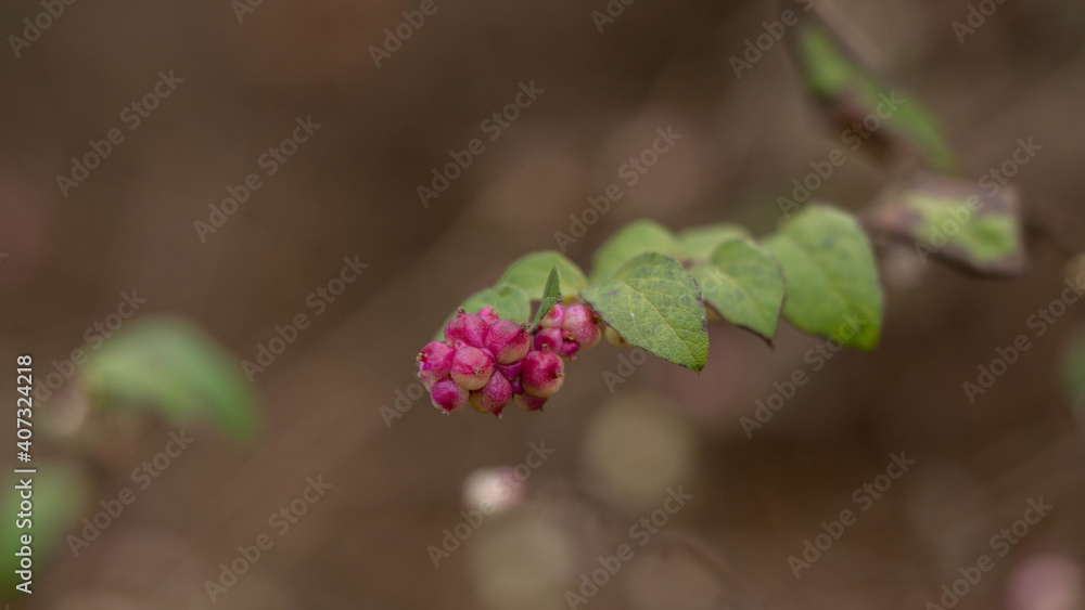 bright ripe pink fruits on a branch bright ripe pink fruits on a branch