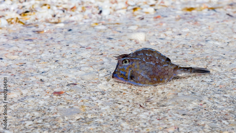 Thornback cowfish in shallow water underground are shells