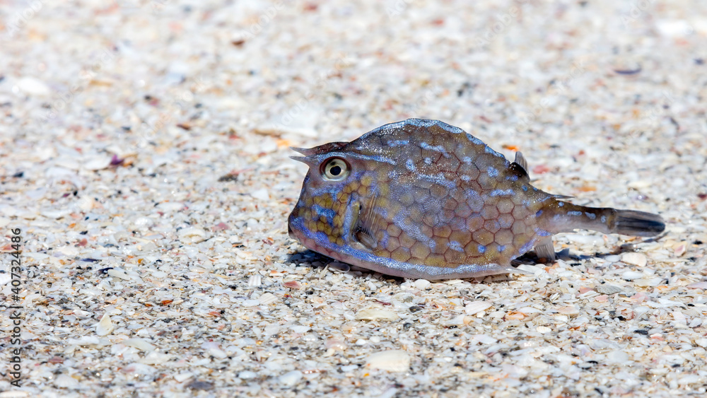 Boxfish stranded on shore underground are shells