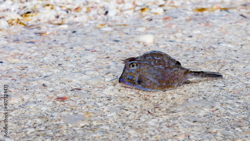 Obraz na płótnie Thornback cowfish in shallow water underground are shells w salonie