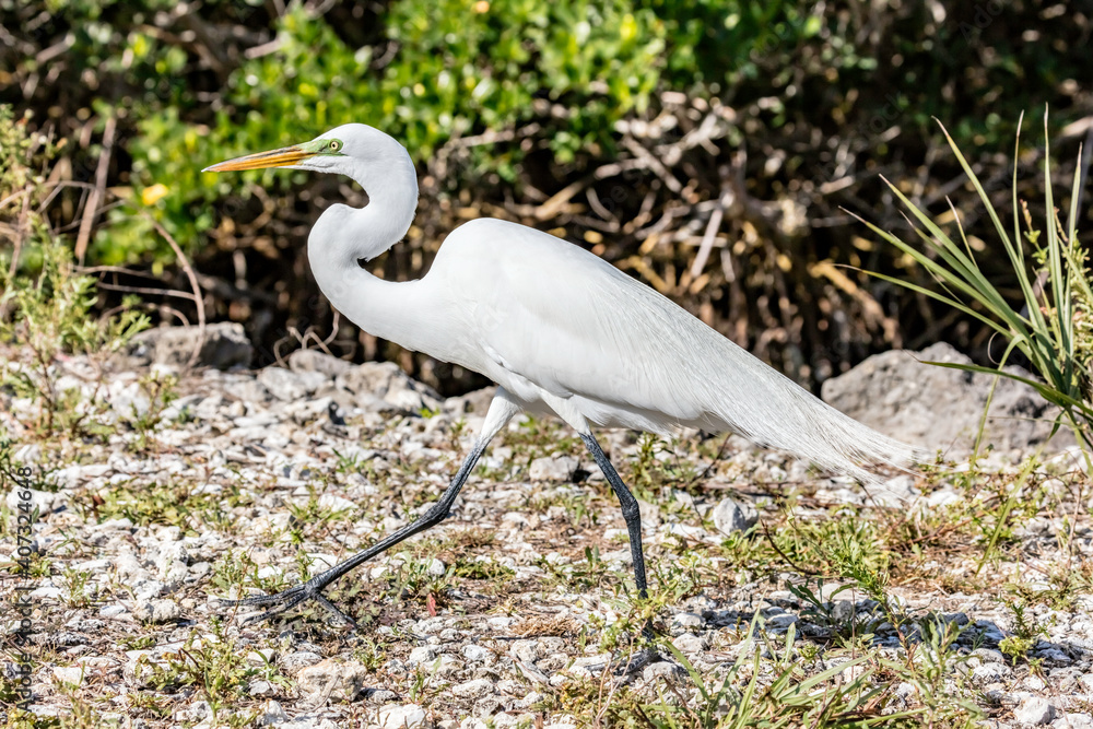 Great white egret walking in National Wildlife Refuge